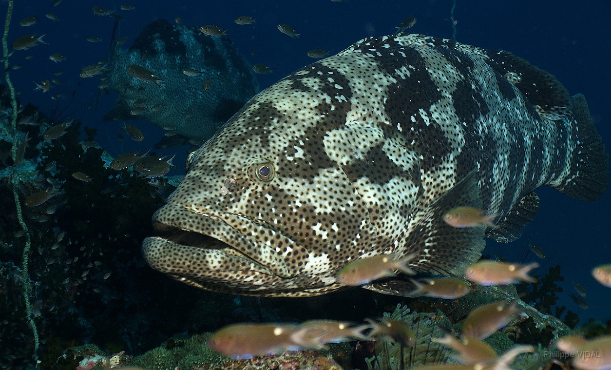 Thailand 2015 - Ko Tao - Merou Malabar _Epinephelus malabricus _IMG_3752_rc.jpg